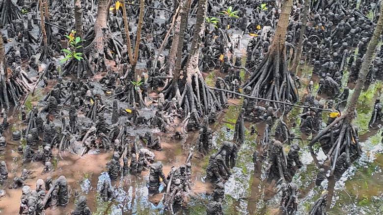 Šuma mangrova, Zanzibar